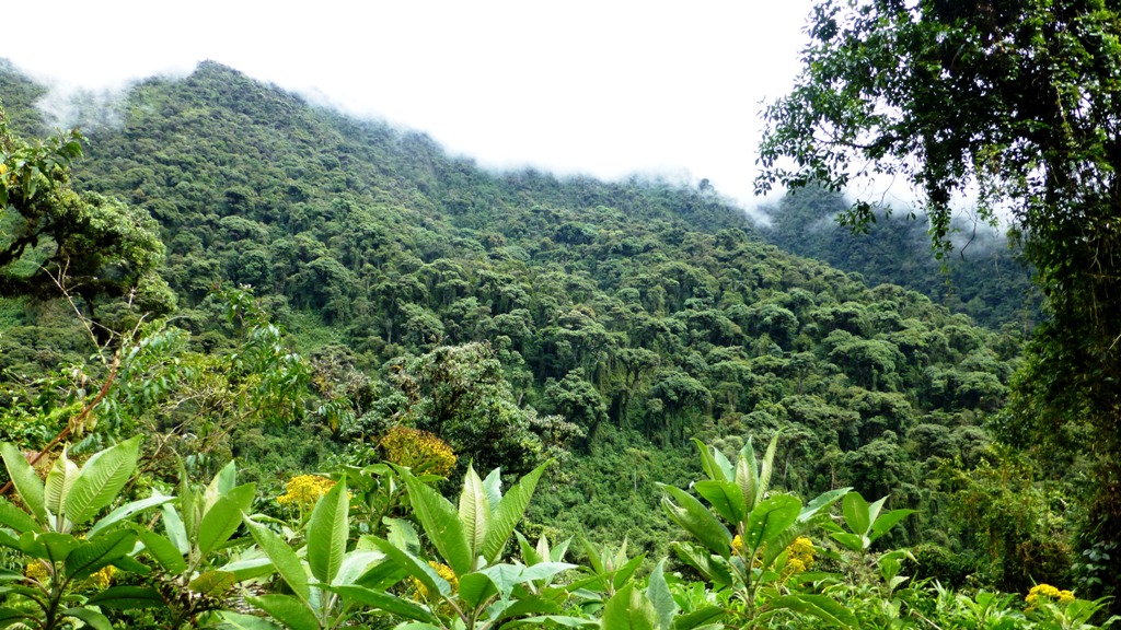 Durch den subtropischen Regenwald