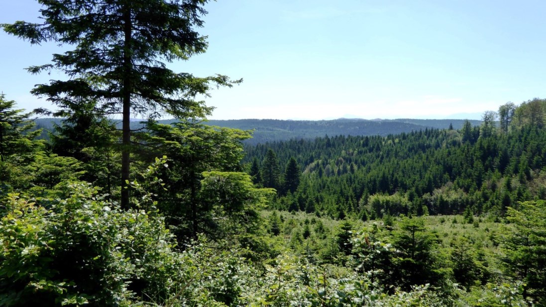 Endloser Kobernaußerwald